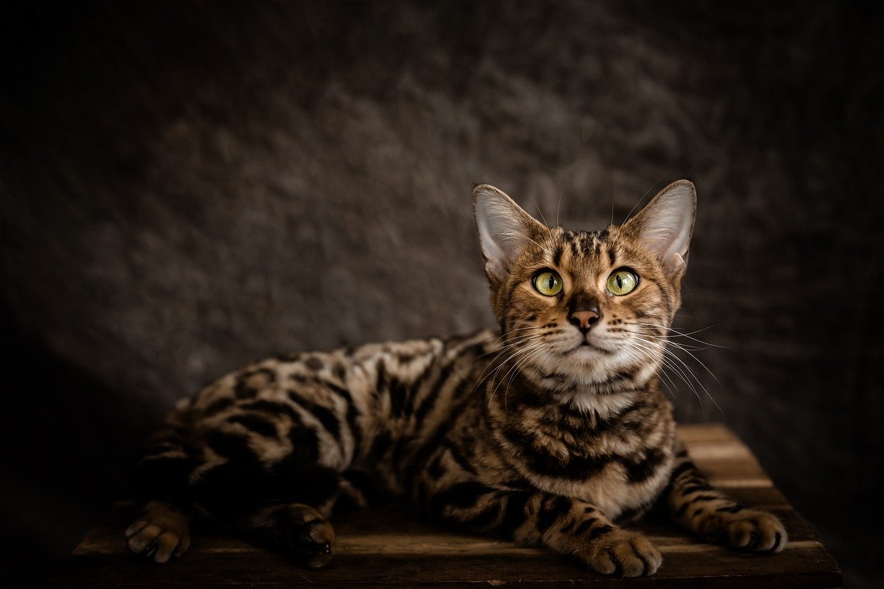 Why Bengal Cats Are Fascinating Companions